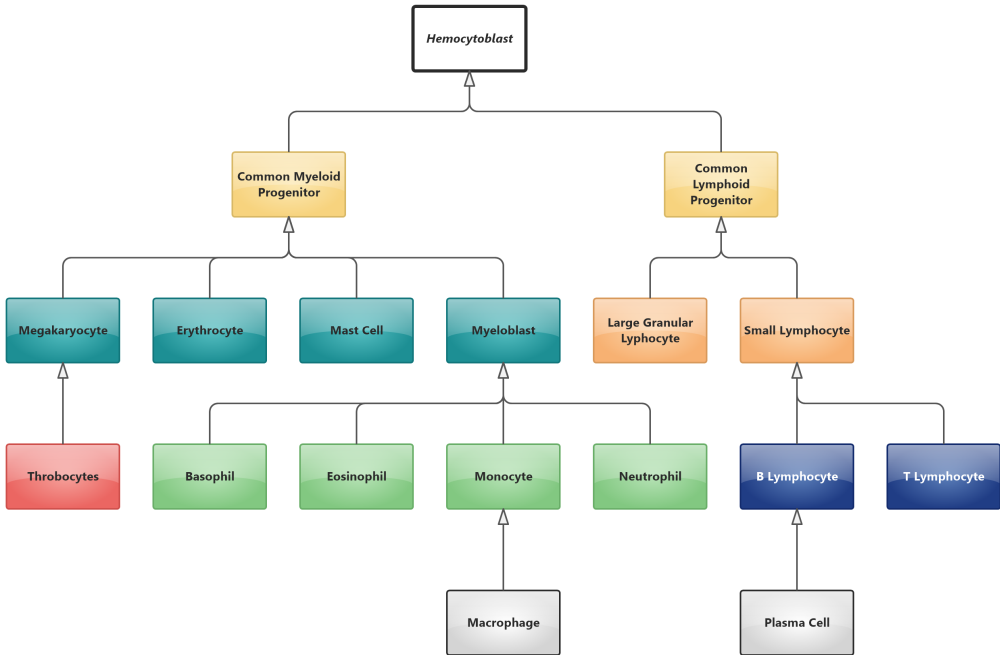 Immune System - Haematopoiesis (UML Class Diagram)
